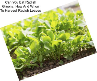 Can You Eat Radish Greens: How And When To Harvest Radish Leaves