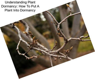 Understanding Plant Dormancy: How To Put A Plant Into Dormancy