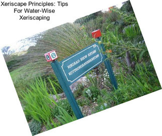 Xeriscape Principles: Tips For Water-Wise Xeriscaping