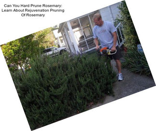 Can You Hard Prune Rosemary: Learn About Rejuvenation Pruning Of Rosemary