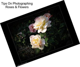 Tips On Photographing Roses & Flowers