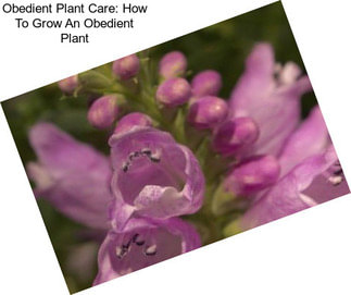 Obedient Plant Care: How To Grow An Obedient Plant