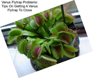 Venus Flytrap Problems: Tips On Getting A Venus Flytrap To Close