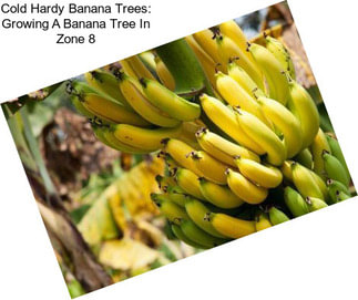 Cold Hardy Banana Trees: Growing A Banana Tree In Zone 8