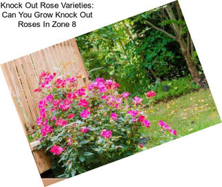 Knock Out Rose Varieties: Can You Grow Knock Out Roses In Zone 8