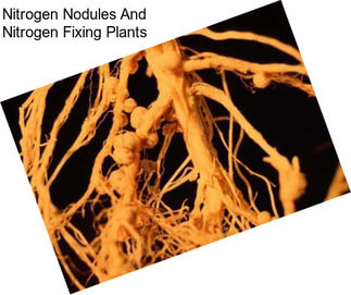 Nitrogen Nodules And Nitrogen Fixing Plants