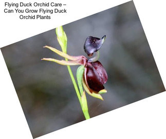 Flying Duck Orchid Care – Can You Grow Flying Duck Orchid Plants