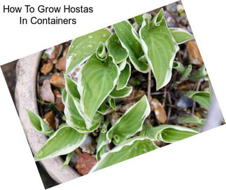 How To Grow Hostas In Containers