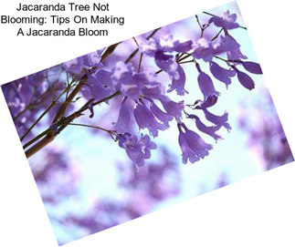 Jacaranda Tree Not Blooming: Tips On Making A Jacaranda Bloom