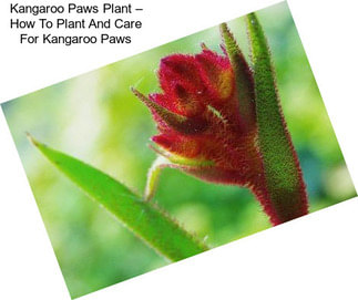 Kangaroo Paws Plant – How To Plant And Care For Kangaroo Paws