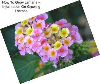 How To Grow Lantana – Information On Growing Lantana