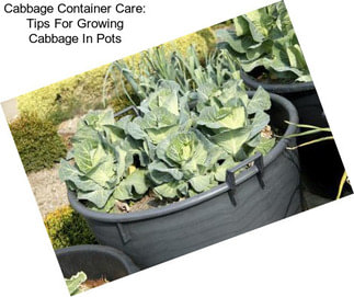 Cabbage Container Care: Tips For Growing Cabbage In Pots