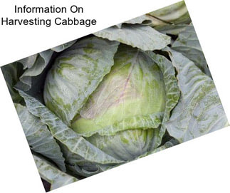 Information On Harvesting Cabbage