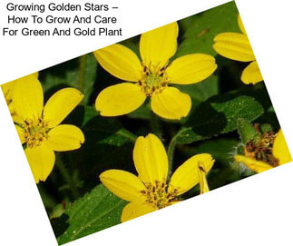 Growing Golden Stars – How To Grow And Care For Green And Gold Plant
