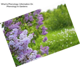 What Is Phenology: Information On Phenology In Gardens