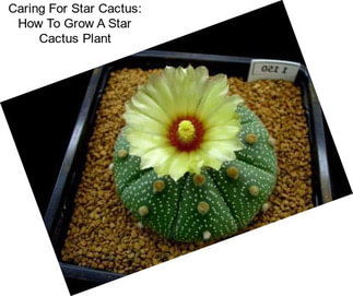 Caring For Star Cactus: How To Grow A Star Cactus Plant