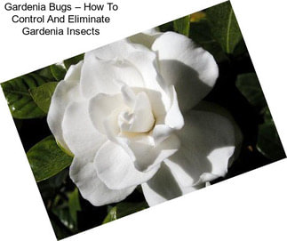 Gardenia Bugs – How To Control And Eliminate Gardenia Insects