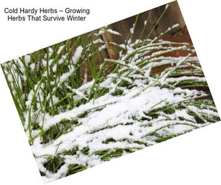 Cold Hardy Herbs – Growing Herbs That Survive Winter