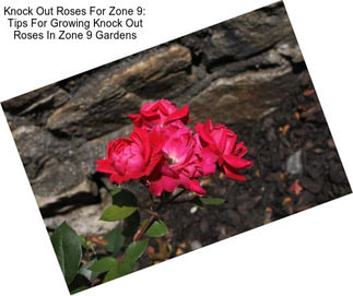 Knock Out Roses For Zone 9: Tips For Growing Knock Out Roses In Zone 9 Gardens