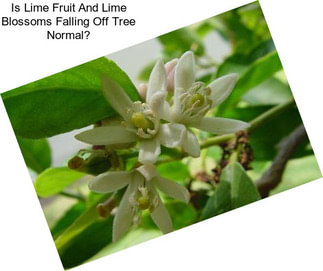 Is Lime Fruit And Lime Blossoms Falling Off Tree Normal?