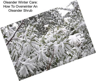 Oleander Winter Care: How To Overwinter An Oleander Shrub