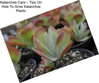 Kalanchoe Care – Tips On How To Grow Kalanchoe Plants