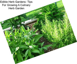 Edible Herb Gardens: Tips For Growing A Culinary Herb Garden