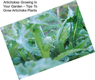 Artichokes Growing In Your Garden – Tips To Grow Artichoke Plants