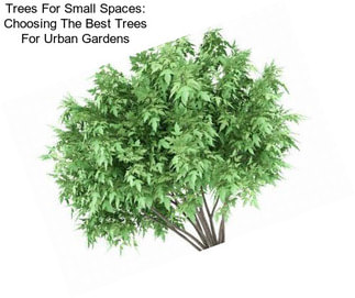 Trees For Small Spaces: Choosing The Best Trees For Urban Gardens