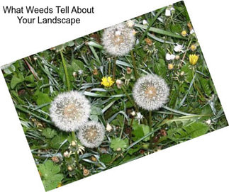 What Weeds Tell About Your Landscape