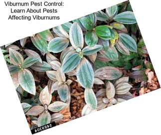 Viburnum Pest Control: Learn About Pests Affecting Viburnums