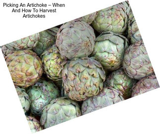 Picking An Artichoke – When And How To Harvest Artichokes