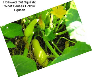 Hollowed Out Squash: What Causes Hollow Squash