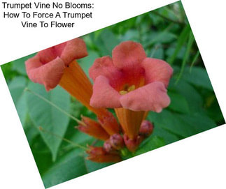 Trumpet Vine No Blooms: How To Force A Trumpet Vine To Flower