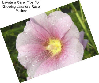 Lavatera Care: Tips For Growing Lavatera Rose Mallow