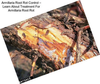 Armillaria Root Rot Control – Learn About Treatment For Armillaria Root Rot