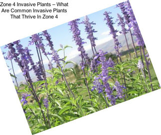 Zone 4 Invasive Plants – What Are Common Invasive Plants That Thrive In Zone 4