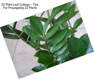 ZZ Plant Leaf Cuttings – Tips For Propagating ZZ Plants