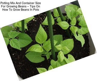 Potting Mix And Container Size For Growing Beans – Tips On How To Grow Beans In Pots