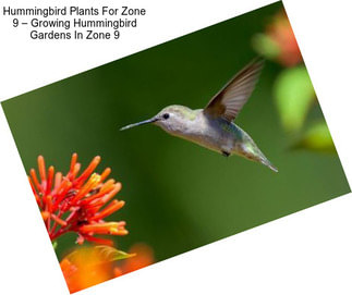 Hummingbird Plants For Zone 9 – Growing Hummingbird Gardens In Zone 9