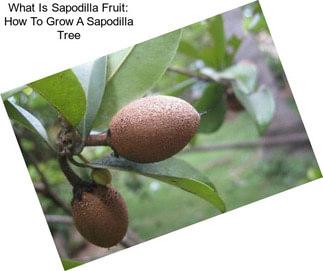 What Is Sapodilla Fruit: How To Grow A Sapodilla Tree