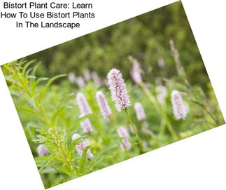 Bistort Plant Care: Learn How To Use Bistort Plants In The Landscape