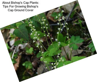 About Bishop\'s Cap Plants: Tips For Growing Bishop\'s Cap Ground Cover