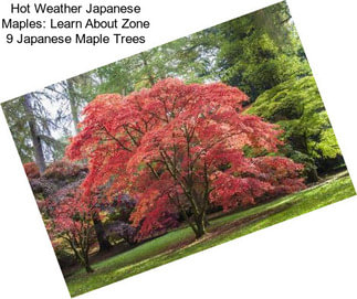 Hot Weather Japanese Maples: Learn About Zone 9 Japanese Maple Trees