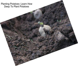 Planting Potatoes: Learn How Deep To Plant Potatoes