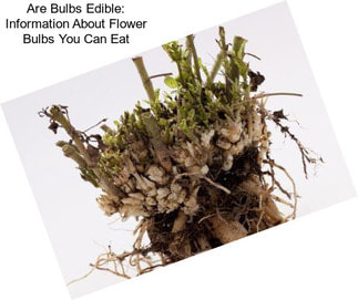 Are Bulbs Edible: Information About Flower Bulbs You Can Eat