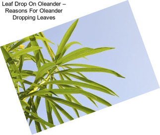 Leaf Drop On Oleander – Reasons For Oleander Dropping Leaves