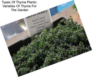 Types Of Thyme Plants: Varieties Of Thyme For The Garden