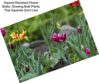 Squirrel Resistant Flower Bulbs: Growing Bulb Plants That Squirrels Don\'t Like