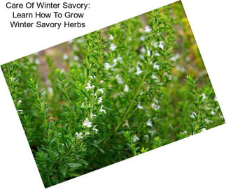 Care Of Winter Savory: Learn How To Grow Winter Savory Herbs